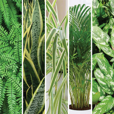 5 Indoor Plants That Are Good For Your Skin